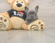 6 week old French Bulldog Puppy For Sale - Simply Southern Pups