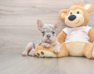 7 week old French Bulldog Puppy For Sale - Simply Southern Pups