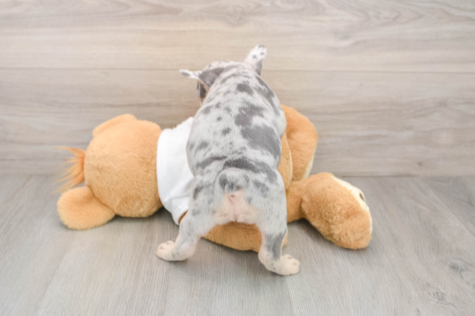 French Bulldog Pup Being Cute
