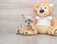 7 week old French Bulldog Puppy For Sale - Simply Southern Pups