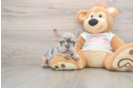 French Bulldog Puppy for Adoption