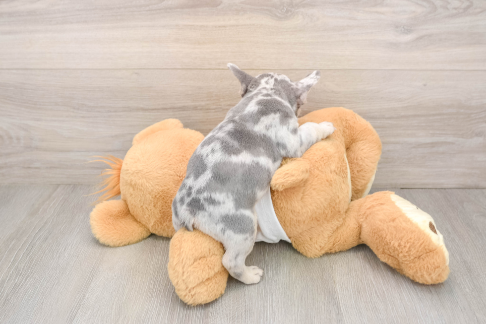 French Bulldog Puppy for Adoption