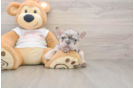 Little French Bulldog Purebred Pup