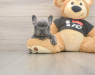 6 week old French Bulldog Puppy For Sale - Simply Southern Pups