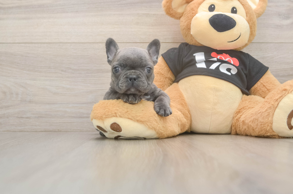 7 week old French Bulldog Puppy For Sale - Simply Southern Pups