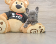 6 week old French Bulldog Puppy For Sale - Simply Southern Pups
