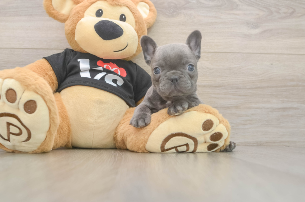 7 week old French Bulldog Puppy For Sale - Simply Southern Pups