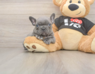 6 week old French Bulldog Puppy For Sale - Simply Southern Pups