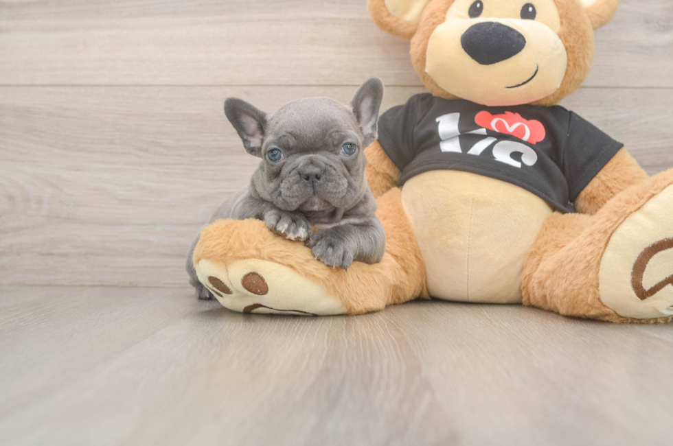 7 week old French Bulldog Puppy For Sale - Simply Southern Pups