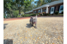 Cute French Bulldog Purebred Pup
