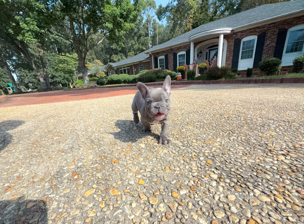 Cute French Bulldog Purebred Pup