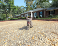 12 week old French Bulldog Puppy For Sale - Simply Southern Pups