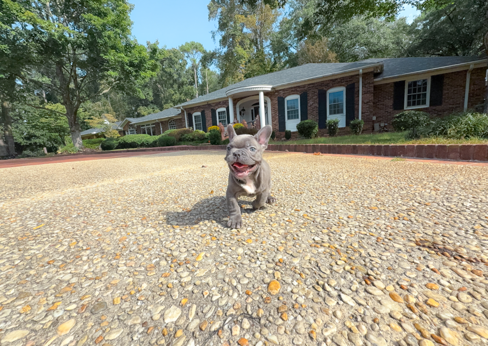 Cute Frenchie Purebred Puppy