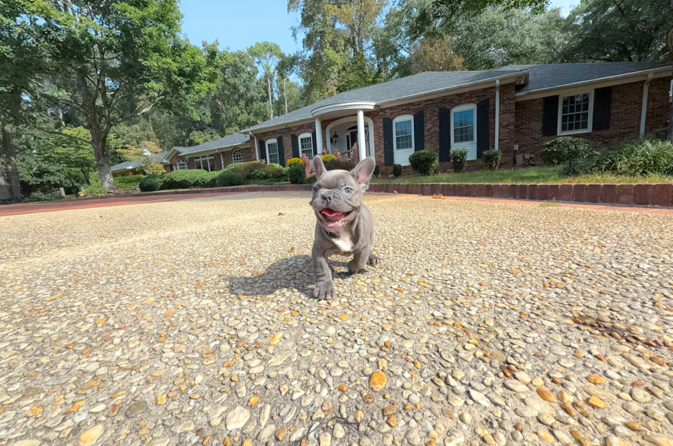 13 week old French Bulldog Puppy For Sale - Simply Southern Pups