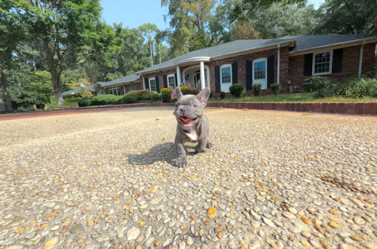 Cute Frenchie Purebred Puppy