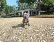10 week old French Bulldog Puppy For Sale - Simply Southern Pups