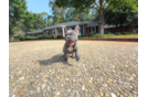 Cute Frenchie Purebred Puppy