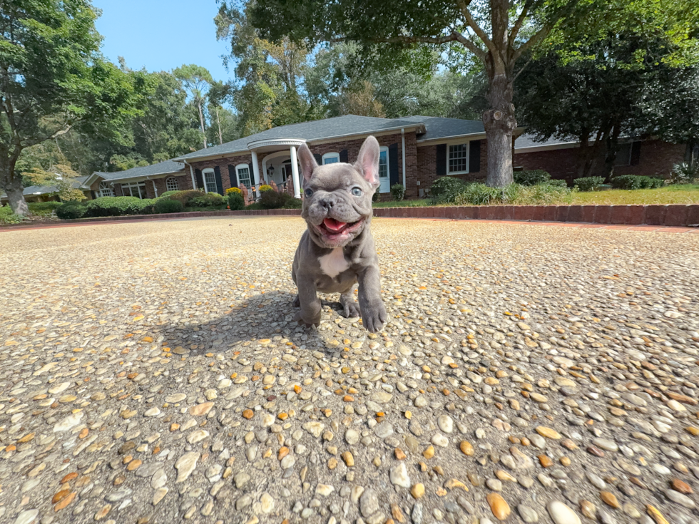 Cute Frenchie Purebred Puppy