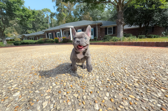 Cute Frenchie Purebred Puppy