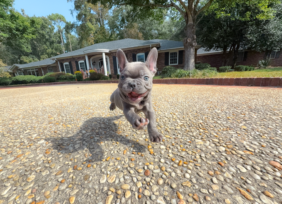 Cute French Bulldog Baby