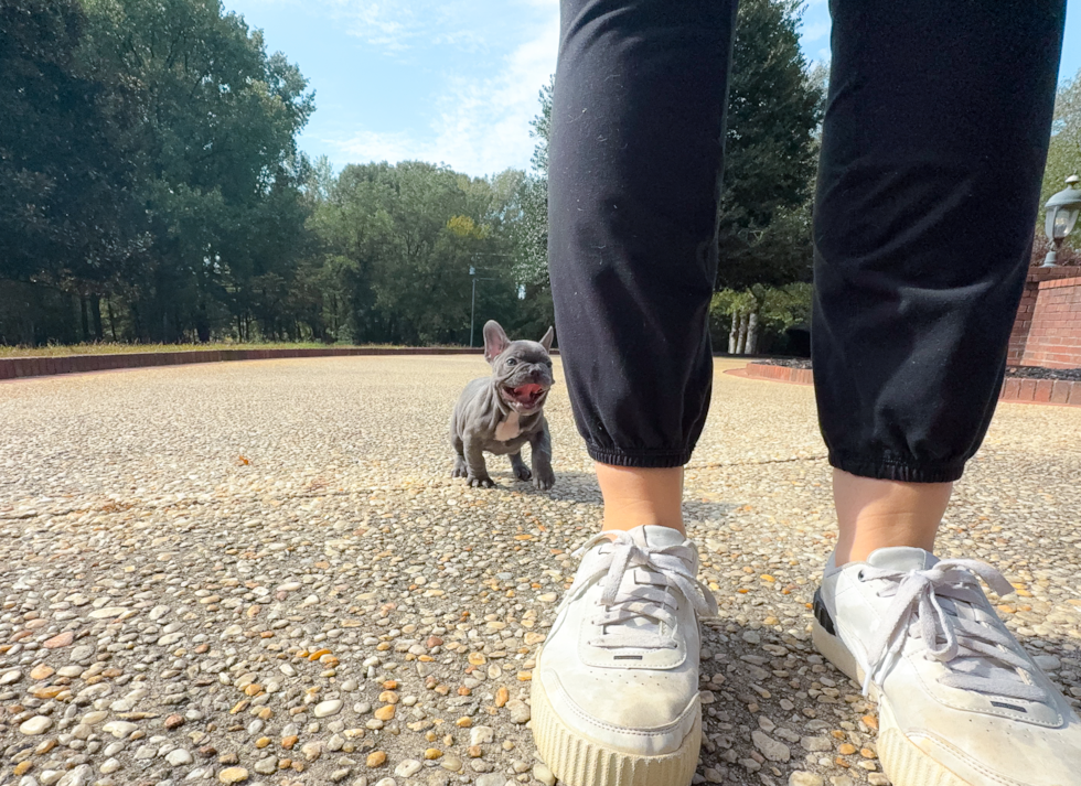 Cute French Bulldog Baby