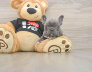 7 week old French Bulldog Puppy For Sale - Simply Southern Pups
