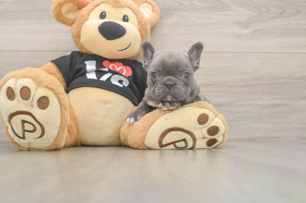 7 week old French Bulldog Puppy For Sale - Simply Southern Pups