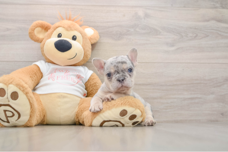Funny French Bulldog Purebred Pup