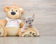 7 week old French Bulldog Puppy For Sale - Simply Southern Pups