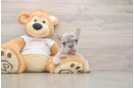 Funny French Bulldog Purebred Pup
