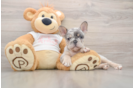 Petite Frenchie Purebred Puppy