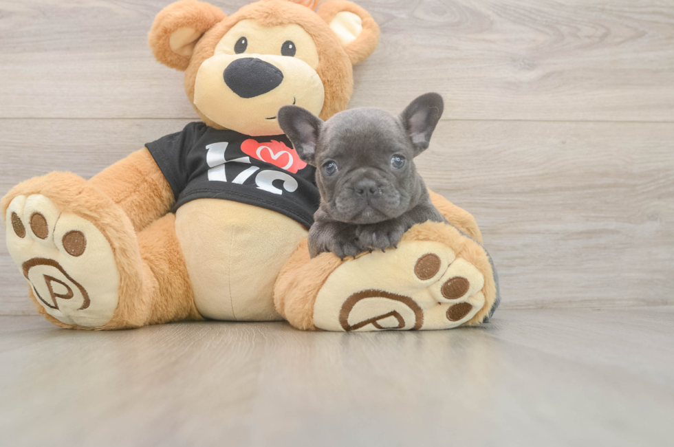 7 week old French Bulldog Puppy For Sale - Simply Southern Pups