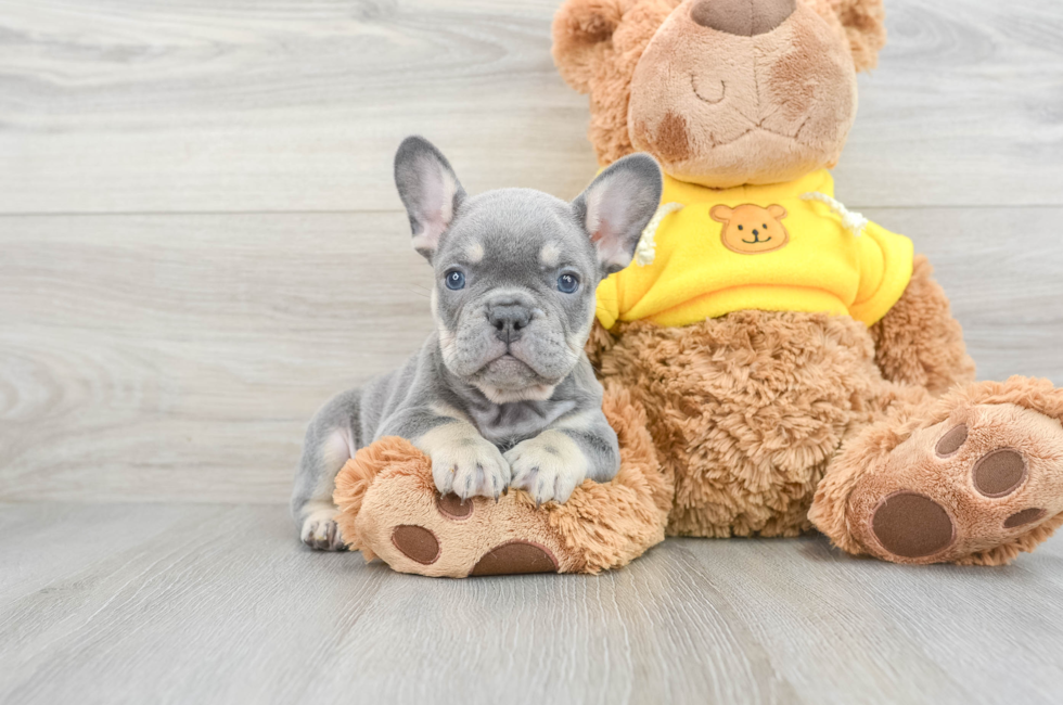 6 week old French Bulldog Puppy For Sale - Simply Southern Pups