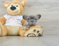 6 week old French Bulldog Puppy For Sale - Simply Southern Pups