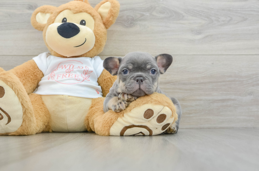 6 week old French Bulldog Puppy For Sale - Simply Southern Pups