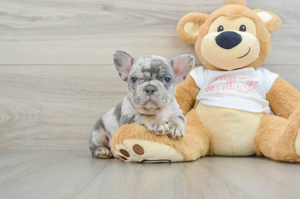 6 week old French Bulldog Puppy For Sale - Simply Southern Pups