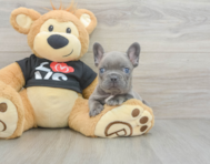 7 week old French Bulldog Puppy For Sale - Simply Southern Pups