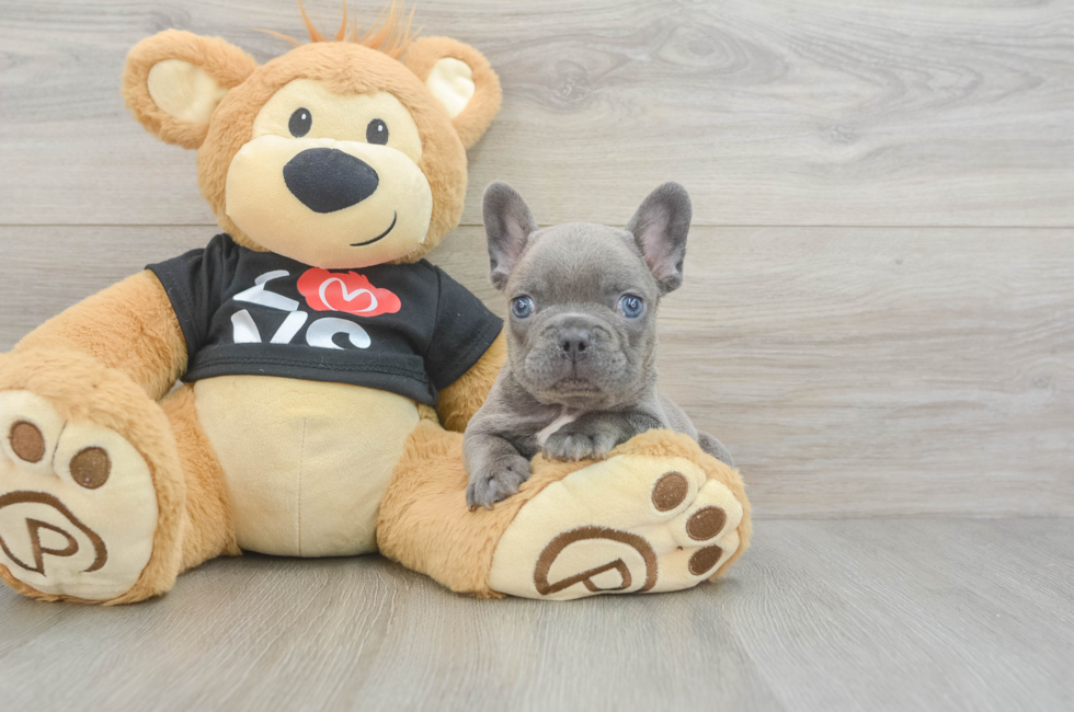 8 week old French Bulldog Puppy For Sale - Simply Southern Pups