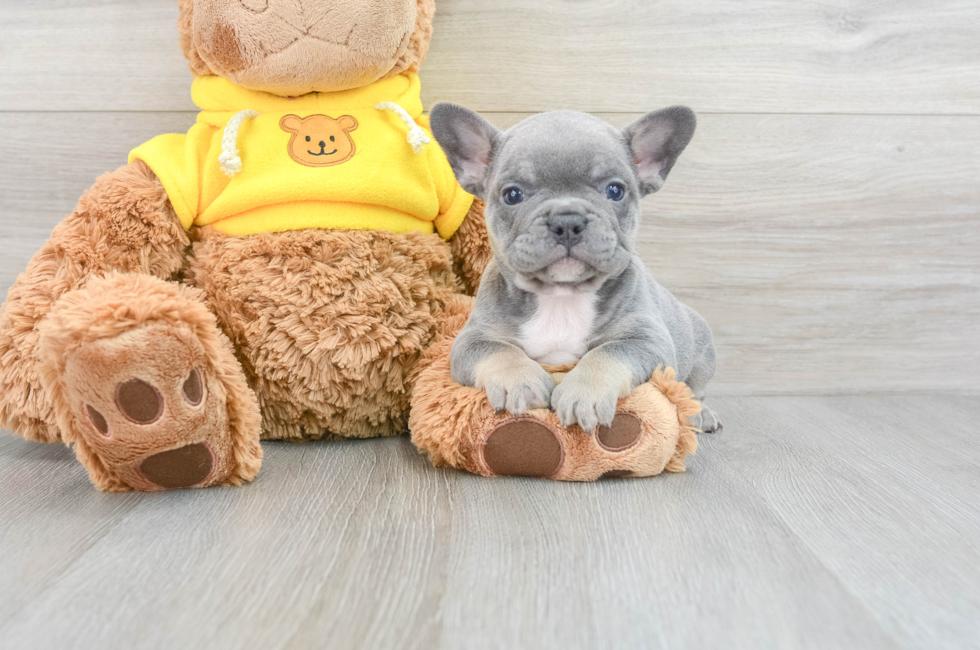 6 week old French Bulldog Puppy For Sale - Simply Southern Pups