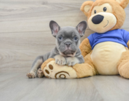 8 week old French Bulldog Puppy For Sale - Simply Southern Pups