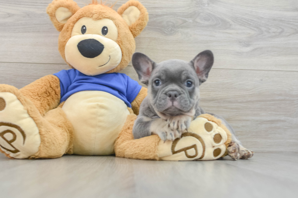 Adorable Frenchie Purebred Puppy