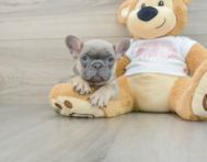 7 week old French Bulldog Puppy For Sale - Simply Southern Pups