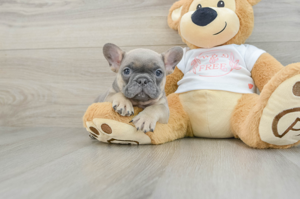 7 week old French Bulldog Puppy For Sale - Simply Southern Pups