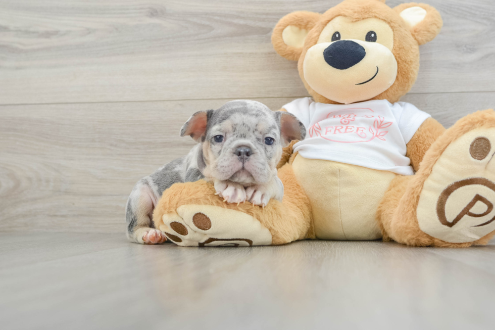 French Bulldog Puppy for Adoption