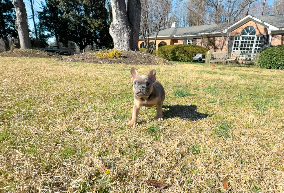 Cute French Bulldog Baby