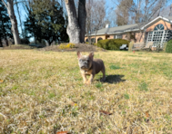 12 week old French Bulldog Puppy For Sale - Simply Southern Pups