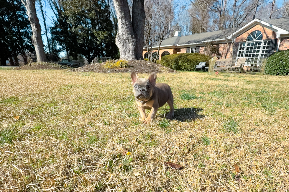 12 week old French Bulldog Puppy For Sale - Simply Southern Pups