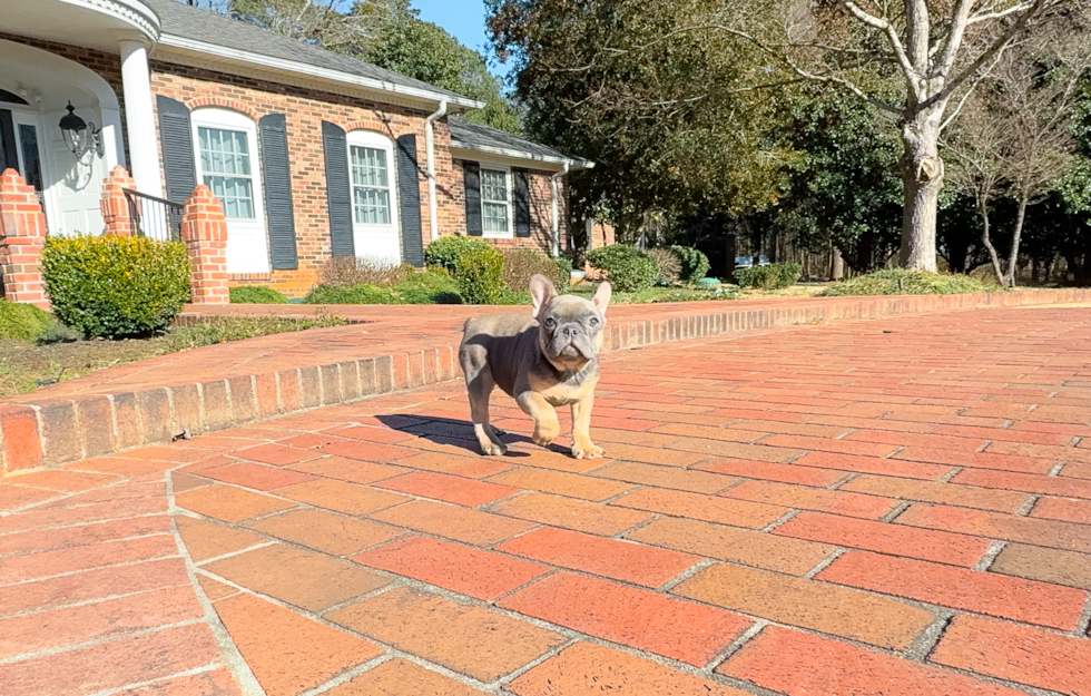 Cute French Bulldog Purebred Pup