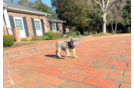 Cute Frenchie Purebred Puppy