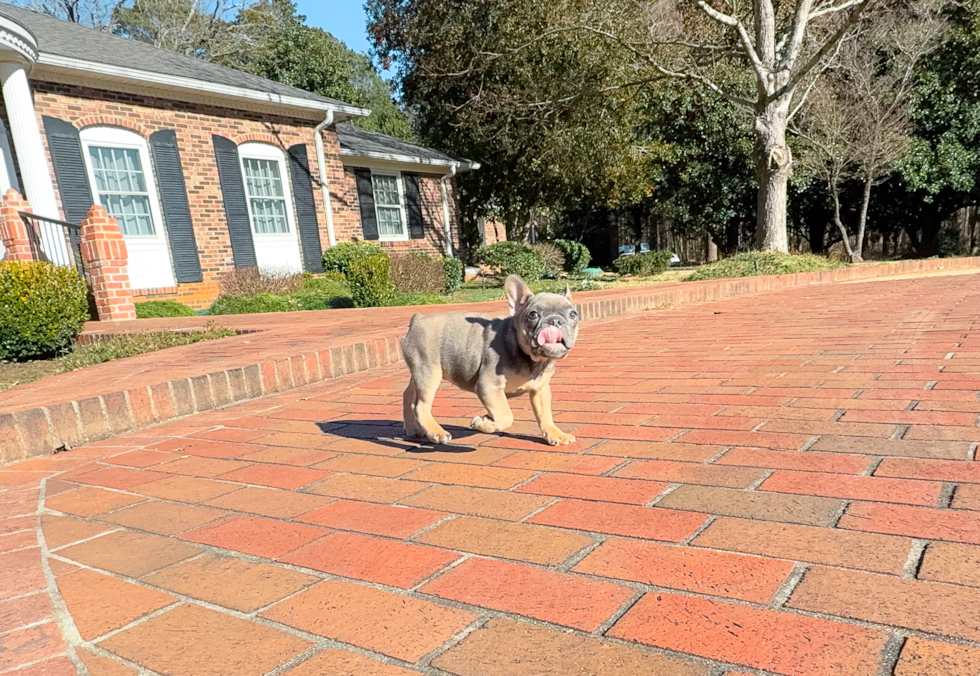 Cute Frenchie Purebred Puppy